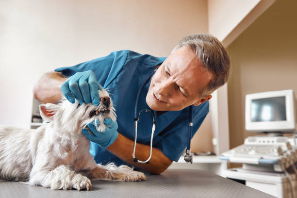 Best Emergency Treatment for Dental Infections or Abscesses in Lake Holm, WA
